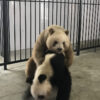 世界唯一の茶色パンダ「七仔」、初の自然交配成功　写真1枚　国際ニュース：AFPBB New