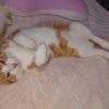 飼い主の布団で寝る猫の心理５つ - Yahoo! JAPAN