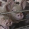 豚コレラ「清浄国」の認定取り消し 避けられない見通し | NHKニュース