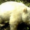 白い野生パンダを初撮影　中国四川省の山中 - 産経ニュース