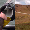 川の上流に高速移動！鮭を空高く発射する「サーモン・キャノン」が世界中で注目の的に