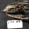 シベリアで発見の凍った鳥、４万６千年前のハマヒバリと判明　（CNN.co.jp） - Yahoo!