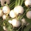 釧路町特産 白かぶの収穫盛ん｜NHK 北海道のニュース