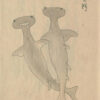 江戸時代にもゆるキャラが？…エイリアン似のサメをかわいく描いた、昔の人のセンスに