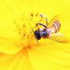 スズメバチ対策は今の時期が鍵　被害を減らす“女王バチホイホイ”の作り方 - ウェザー