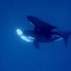 【動画】ホホジロザメを食べるシャチ、狙いは肝臓 | ナショナル ジオグラフィック日本