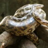 胴体から謎の足が生えたヘビが発見される - GIGAZINE