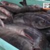 安全操業のホッケ刺し網漁始まる｜NHK 北海道のニュース