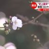 まもなく桜開花、花見シーズン到来も深刻な影響 TBS NEWS