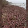 大量のソーセージ？、嵐の影響でユムシが海岸を埋め尽くす　米 - CNN.co.jp