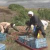 大量の「たまねぎ」が大雨で川に 農家が回収作業 北海道 | NHKニュース