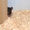 褒美よりも遊びたい？ ネズミはかくれんぼ好き、独研究　写真1枚　国際ニュース：AFPB