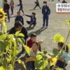 季節外れのひまわりの花咲く｜NHK 群馬県のニュース