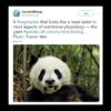 動画：パンダの栄養吸収機能、肉食動物に近かった 研究　写真1枚　国際ニュース：AFPB