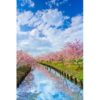 「きれいすぎて、まるで絵画！」満開の桜に癒される…風景写真を無料配布する写真家に