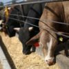 米、肉牛輸入の停止検討すべき　国内農場支援で＝トランプ大統領（ロイター） - Yahoo