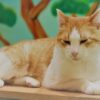 心ゆくまで猫ざんまい！　猫浴ができる銭湯風保護猫カフェ「ねこ浴場」が大阪・心斎橋