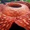 巨大花ラフレシア、過去最大の個体発見 インドネシア（ＡＦＰ＝時事） - Yahoo!ニュー