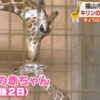 世界キリンの日　福山市でキリンの赤ちゃん誕生（HOME広島ホームテレビ） - Yahoo!ニ