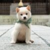『和風総本家』番組初の白柴犬“二十三代目・豆助”　10・10デビュー | ORICON NEWS