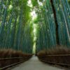 京都・嵐山が「スイてます」キャンペーン、新型肺炎で観光客減少を逆手に - CNN.co.jp