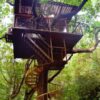 地上10メートルのツリーハウス　沖縄・北部の原生林に建設　「自然と共存するぜいたく