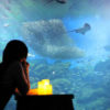 週末の夜「おひとりさま」で　仙台うみの杜水族館がイベント | 河北新報オンラインニ