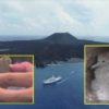 面積広がった西之島 「オナガミズナギドリ」繁殖を確認 | NHKニュース